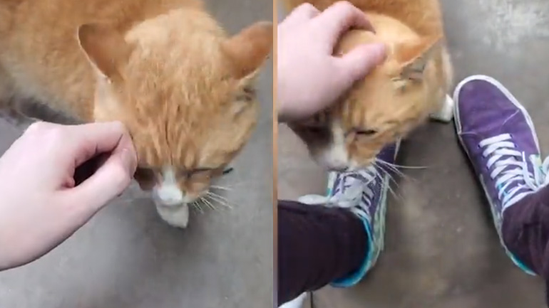 Γάτος την είδε περιστέρι