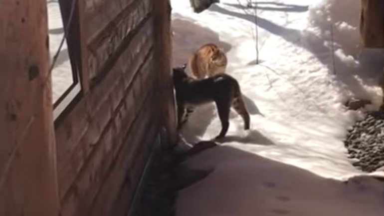 Γάτος αντιμέτωπος με έναν λύγκα