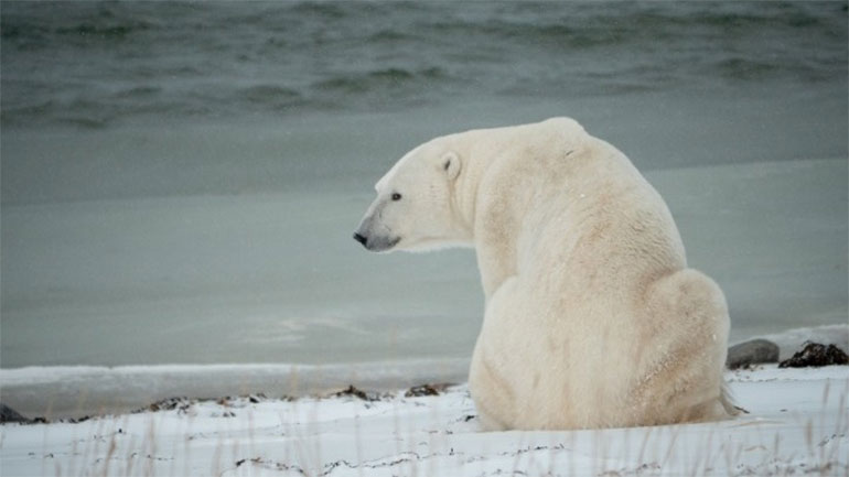 Ντοκιμαντέρ της Canada Goose για την προστασία της πολικής αρκούδας