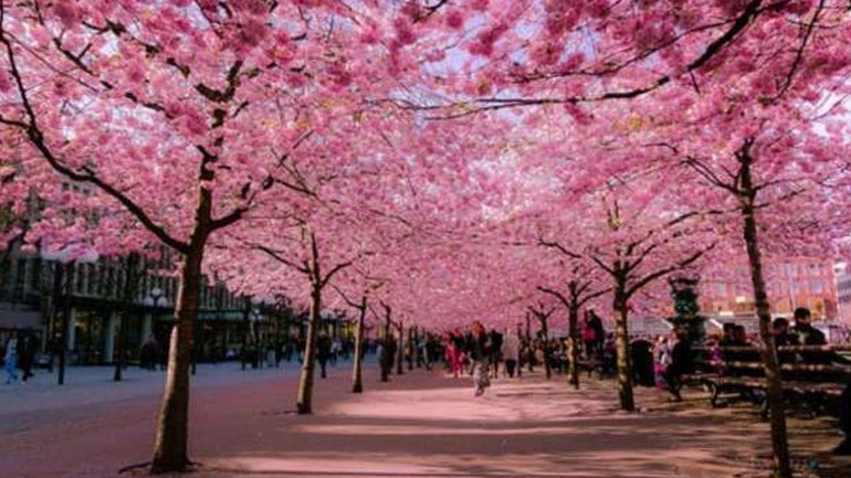 Τόκιο: «Όχι» στα πικ νικ κάτω από ανθισμένες κερασιές λόγω κορωνοϊού