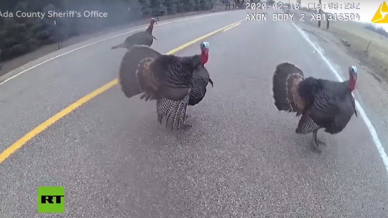 Τσαμπουκαλεμένες γαλοπούλες VS σερίφης