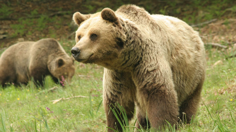 Φλώρινα: Νεκρό εντοπίστηκε αρκουδάκι στην τοποθεσία «Κλειδί» Αμυνταίου