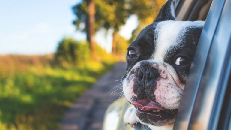 Τα 4 επικίνδυνα λάθη που κάνουμε με το σκυλάκι μας