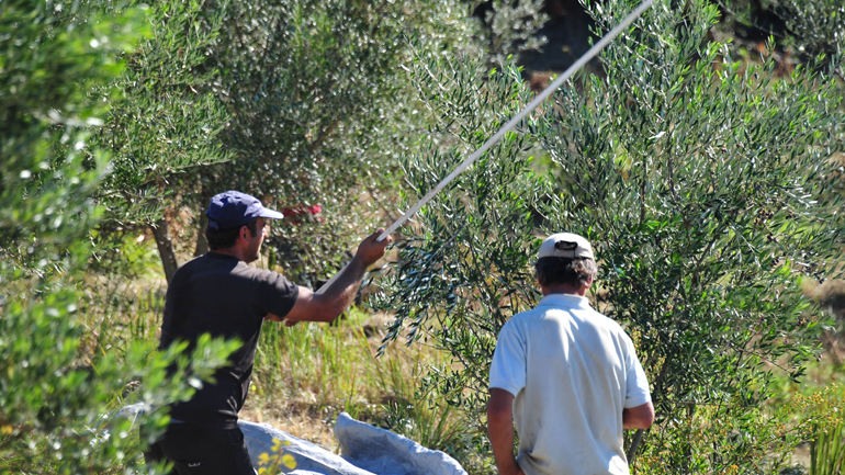 Εξαρθρώθηκε σπείρα στον Πύργο: «Έγδυνε» αγρότες στα χωράφια