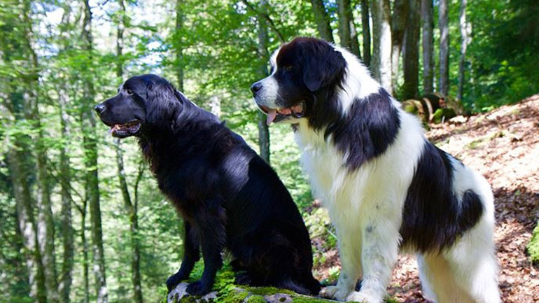 Πώς οι σκύλοι επικοινωνούν με τα αυτιά τους;