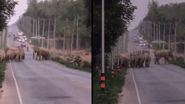 Ελέφαντες προκαλούν κυκλοφοριακή συμφόρηση