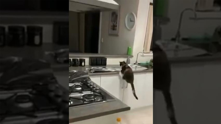 Έτσι δεν θα ξανανέβει στον πάγκο της κουζίνας ο γάτος σας