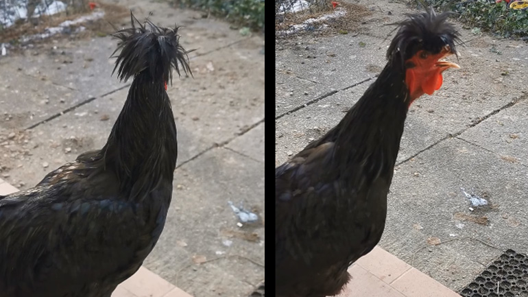 Death metal κόκορας