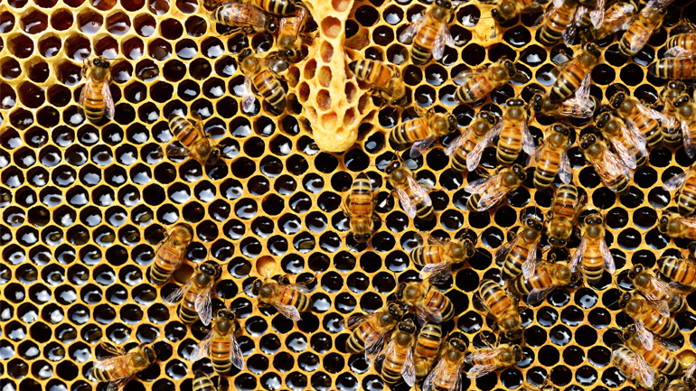 Πρόπολη: Ο θησαυρός της φύσης