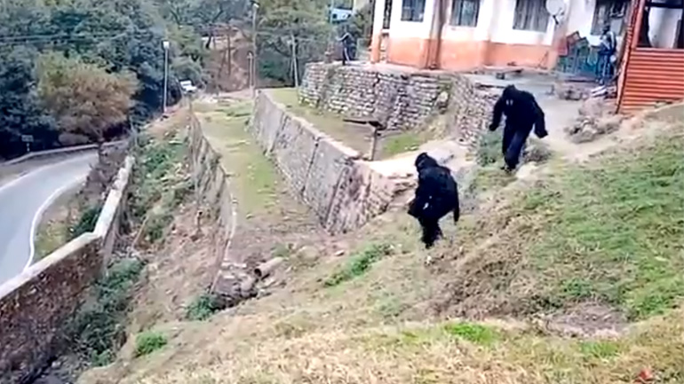 Αστυνομικοί ντύθηκαν γορίλλες για να διώξουν συμμορία μαϊμούδων