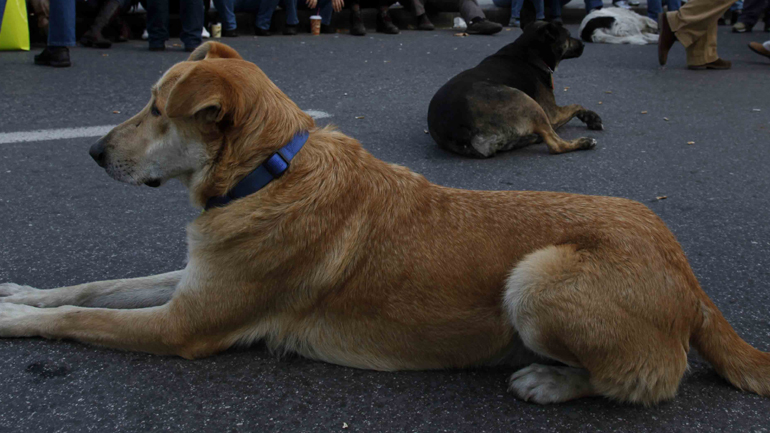 Θεσσαλονίκη: Παρέμβαση εισαγγελέα για επιθέσεις αγέλης σκύλων σε περαστικούς