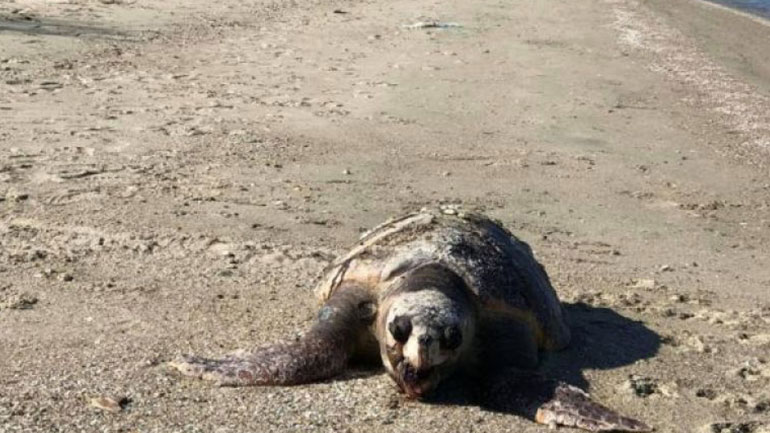 Θεσσαλονίκη: Νεκρή θαλάσσια χελώνα στην παραλία της Περαίας