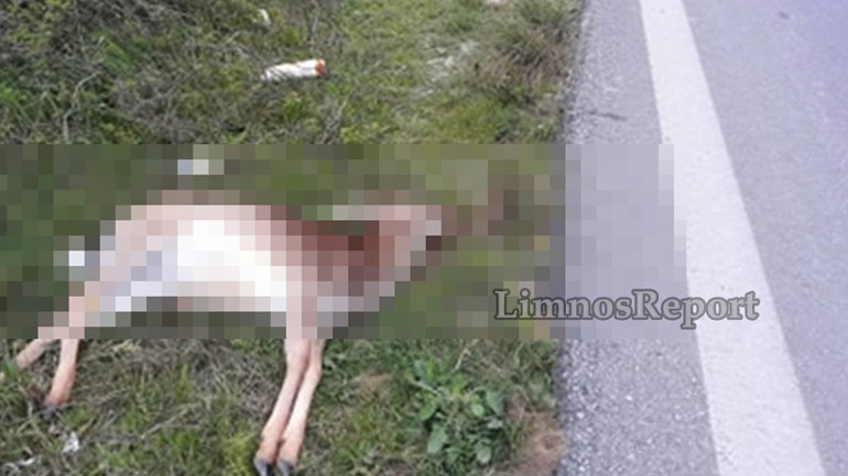 Λήμνος: Ακόμη ένα ελάφι θύμα της… ασφάλτου