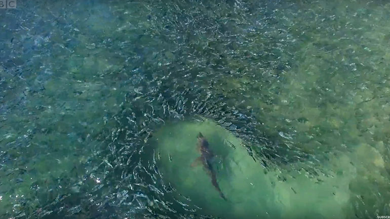 Μια απίστευτη μάχη κατά μήκος της ακτής