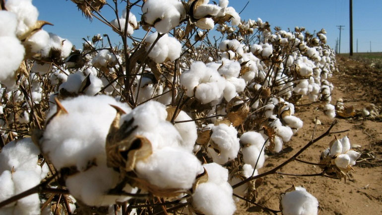 Πιστώθηκαν οι επιδοτήσεις στο βαμβάκι