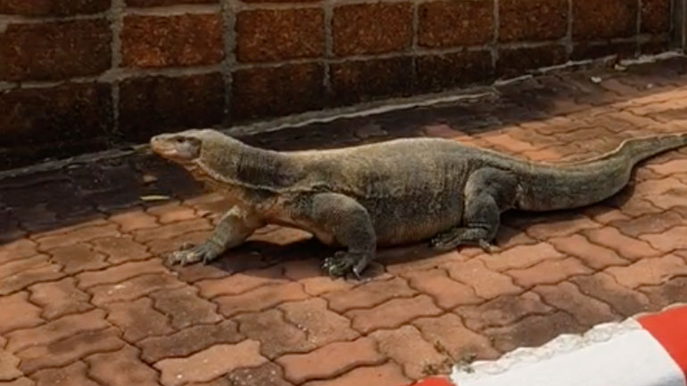 Μια τεράστια σαύρα κόβει βόλτες στους δρόμους της Ταϊλάνδης
