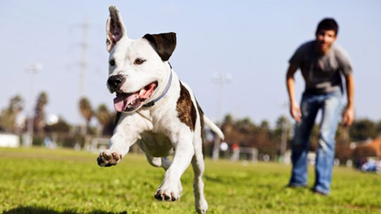 Επτά «υπερκινητικές» φυλές σκύλων