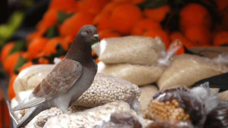 Στις κοινωνικές δομές της Περιφέρειας Αττικής τα προϊόντα για τις λαϊκές αγορές του Σαββάτου