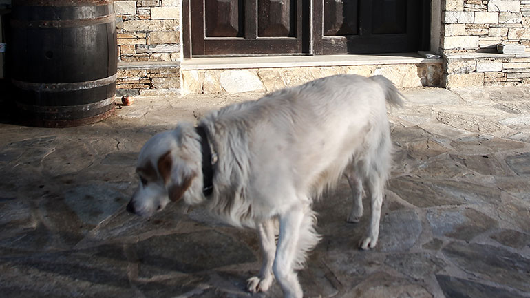 Ξηρά τροφή για τα αδέσποτα από τον Δήμο Αλεξανδρούπολης λόγω κορωνοϊού