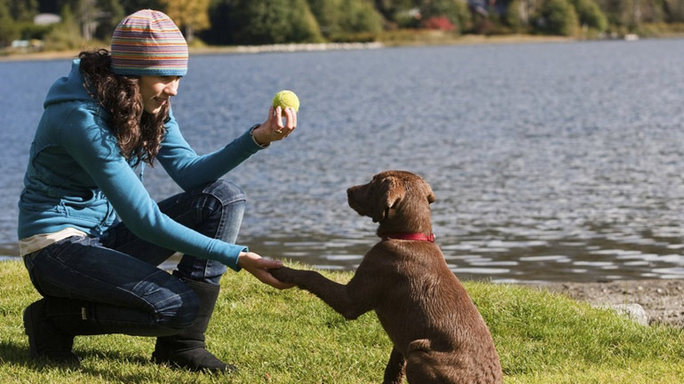Τα πιο συχνά λάθη που κάνουμε στην εκπαίδευση του σκύλου