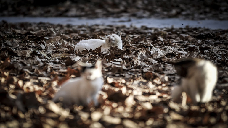 Π.Φ.Π.Ο: Να μην δημιουργούνται προβλήματα σε όσους φροντίζουν αδέσποτα