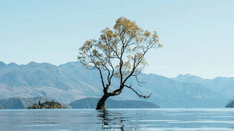 Βάνδαλοι «επισκέφθηκαν» ένα από τα πιο αναγνωρίσιμα δέντρα του πλανήτη