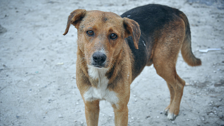 Ηράκλειο: Ο Δήμος φροντίζει για τα αδέσποτα που έμειναν χωρίς τροφή και νερό λόγω της απαγόρευσης κυκλοφορίας