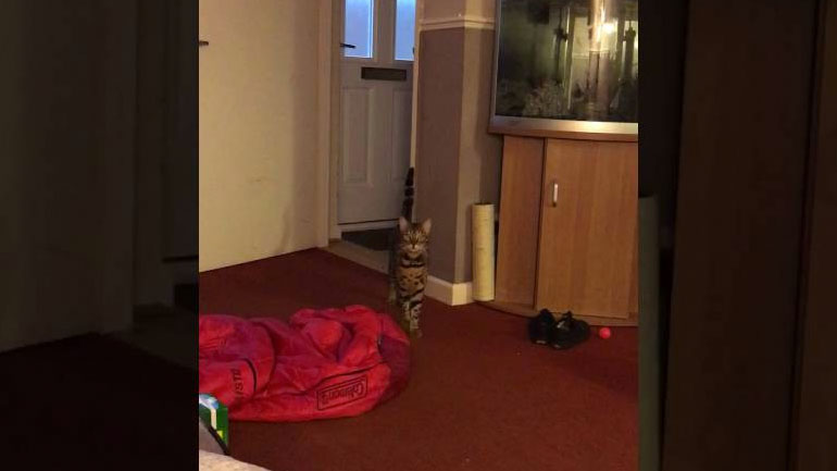 Ο γάτος συμμετέχει στο τραγούδι