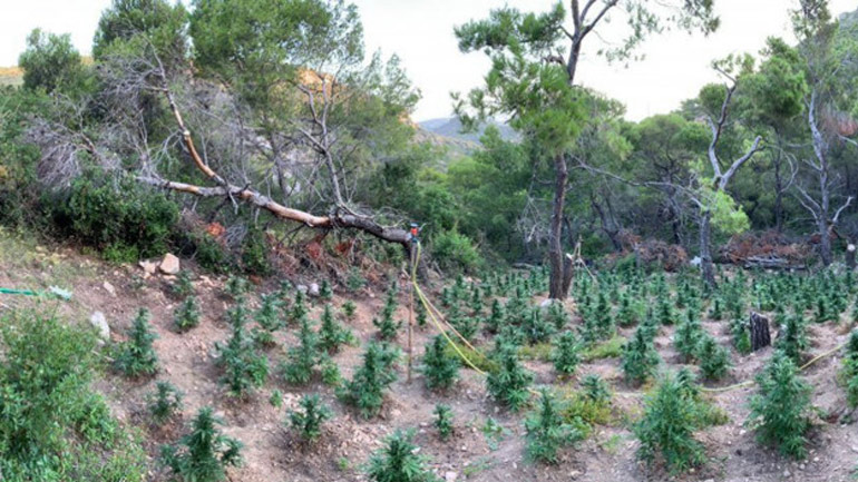 Ηράκλειο: Εντοπίστηκε φυτεία δενδρυλλίων κάνναβης