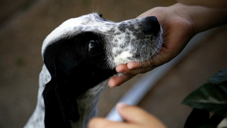 Αναρτήθηκε στην ιστοσελίδα της ΚΕΔΕ η νέα βεβαίωση μετακίνησης για τη σίτιση αδέσποτων ζώων