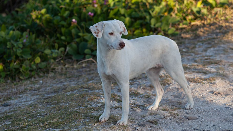 Ο Δήμος Χίου παίρνει μέτρα για τα αδέσποτα ζώα Ο Δήμος Χίου παίρνει μέτρα για τα αδέσποτα ζώα
