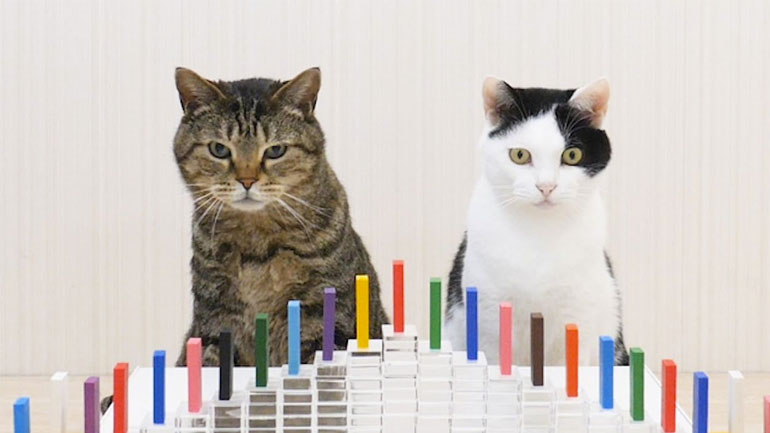 Δύο γάτες παίζουν ντόμινο