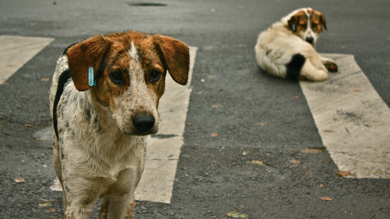 Ειδική βεβαίωση μετακίνησης δημοτών για σίτιση αδέσποτων ζώων στον δήμο Πειραιά