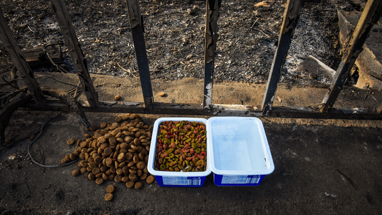 Θεσσαλονίκη: Φιλόζωοι ζητούν βεβαίωση για τη σίτιση αδέσποτων ζώων