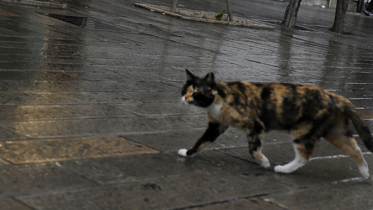 Γάτος στο Βέλγιο μολύνθηκε με κορωνοϊό – Σπάνια περίπτωση λένε οι επιστήμονες