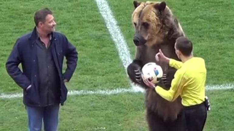 Αρκούδα ξυπνάει από χειμερία νάρκη και παθαίνει πλάκα με ό,τι βλέπει στο Στοίχημα