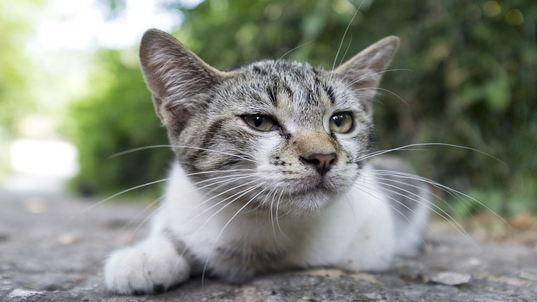 Μαραθώνας: Εθελοντική ομάδα σίτισης αδέσποτων και δεσποζόμενων ζώων