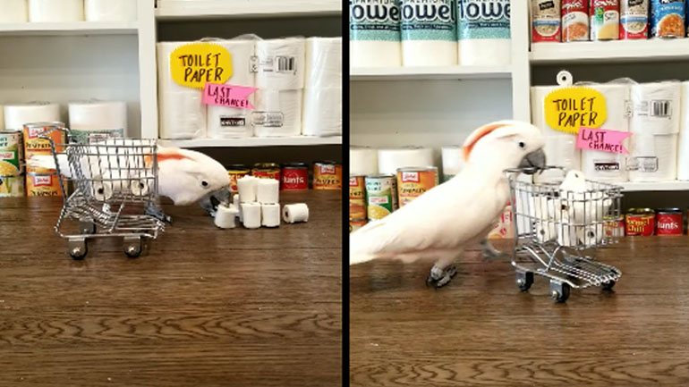 Παπαγάλος ψωνίζει προμήθειες για το σπίτι