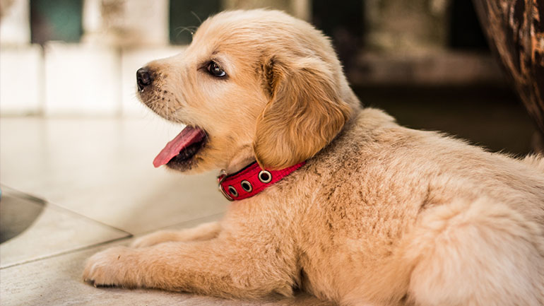 Tα 5 λάθη που κάνεις από την πρώτη στιγμή που φέρνεις το κουτάβι στο σπίτι