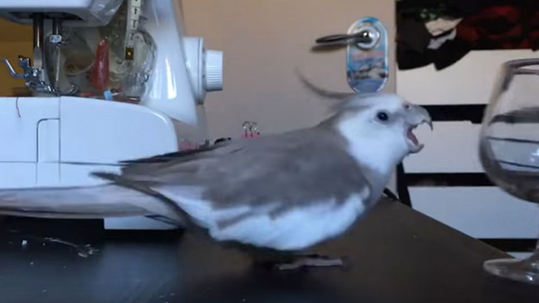 Ο παπαγάλος έχει θέμα με την τάξη