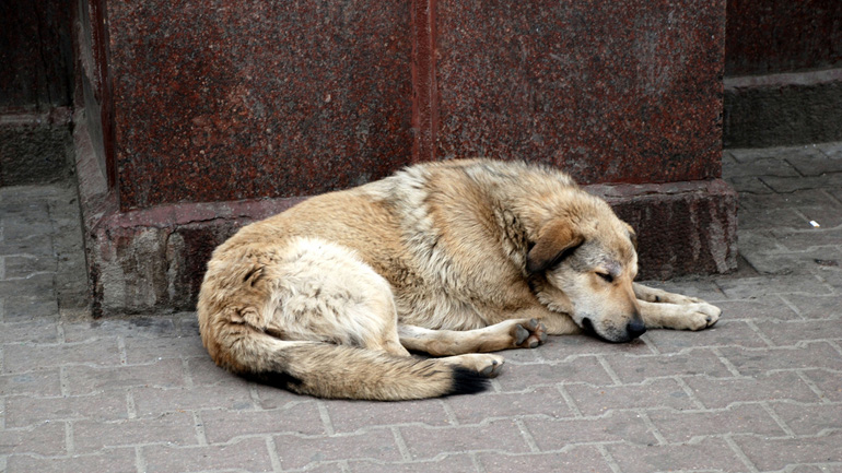 Πρωτοβουλία του Δήμου Κορυδαλλού για τα αδέσποτα ζώα