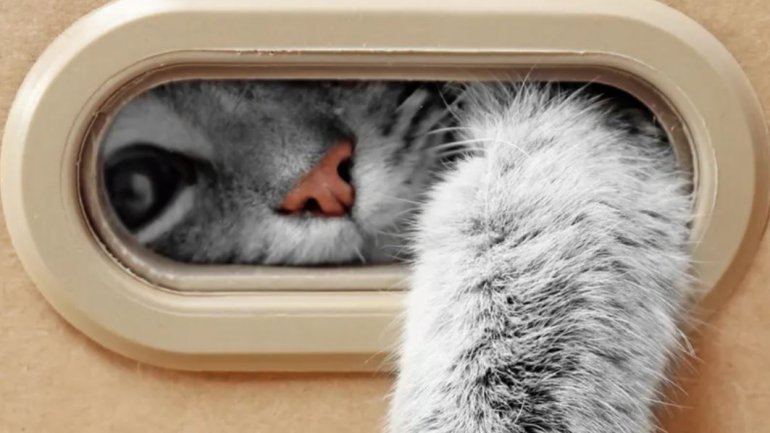 Μπορούν οι γάτες να μεταδώσουν τον κορωνοϊό;