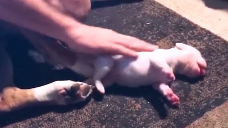 Άνδρας έσωσε νεογέννητο κουτάβι δίνοντάς του το φιλί της ζωής