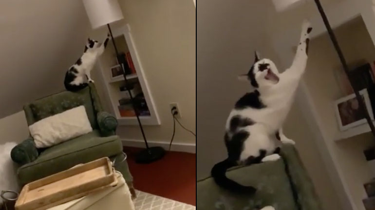 Γάτα μαθαίνει πώς να ανάβει μια λάμπα