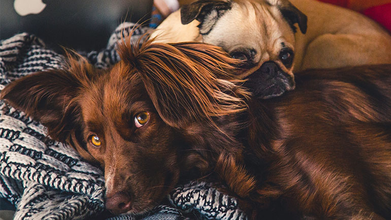 Γαλλία-Covid-19: Μην απολυμαίνετε τους σκύλους και τις γάτες με χλωρίνη και υδροαλκοολικά τζελ