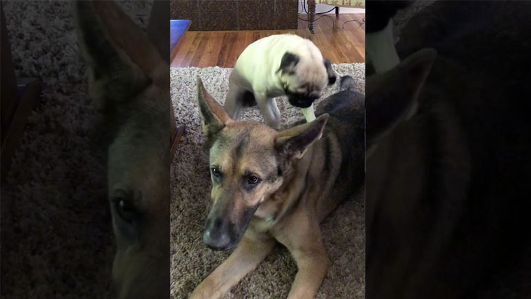 Μασάζ στον καλύτερό μου φίλο Μασάζ στον καλύτερό μου φίλο