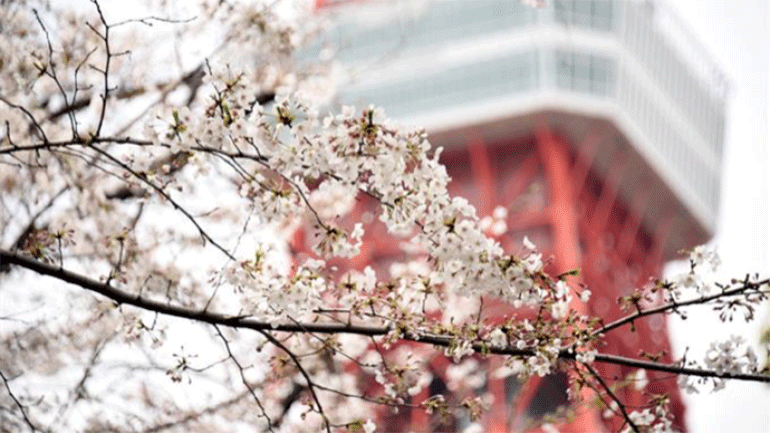 Μόνο στο διαδίκτυο, εφέτος, η απόλαυση των ανθισμένων κερασιών στην Ιαπωνία