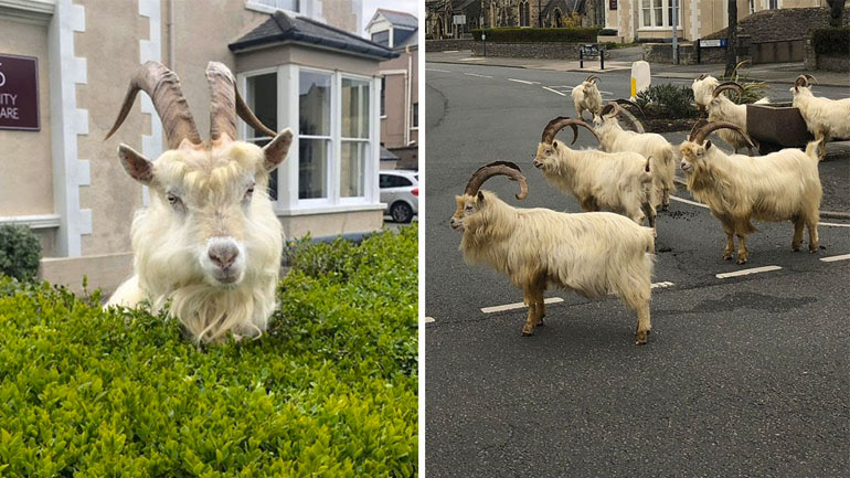 Κατσίκες κυκλοφορούν στους άδειους δρόμους της Ουαλίας
