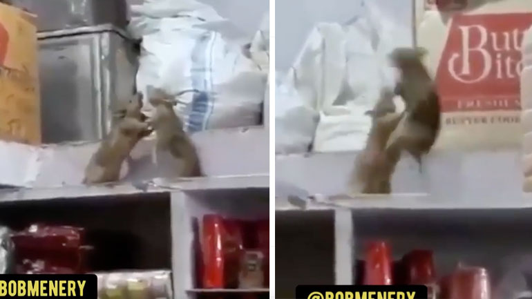 Επική μάχη αρουραίων σε σούπερ μάρκετ