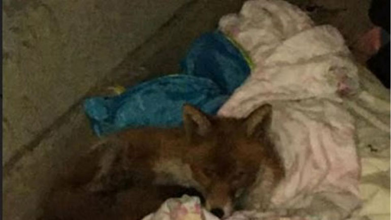 Αλεπού βρήκε καταφύγιο στο King’s Cross του Λονδίνου